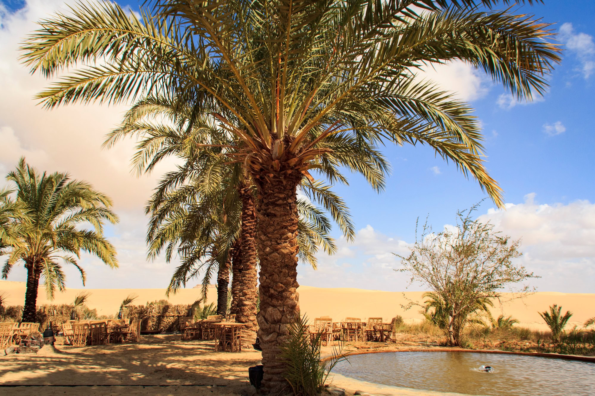 Landscape with a hot spring, Siwa Oasis