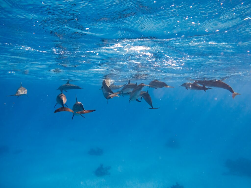 Dolphins swimming in clear Red Sea waters at Dolphin House reef site, Marsa Alam
