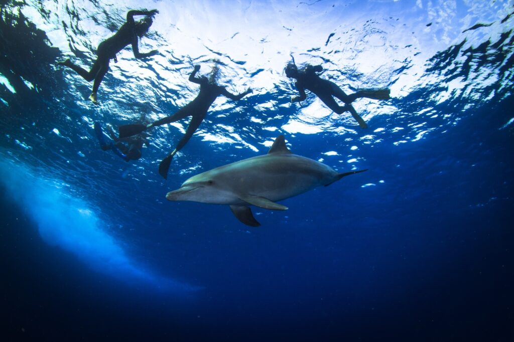 Spinner dolphins swimming near divers above colorful coral reefs at Ras Mohammed, Sharm el Sheikh