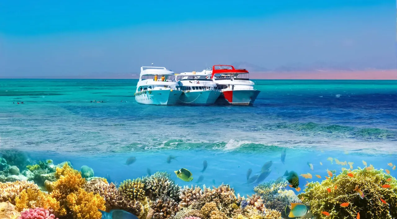 Split shot with coral reef underwater and rocky land of the Ras Muhammad National Park, Red Sea, Egypt
