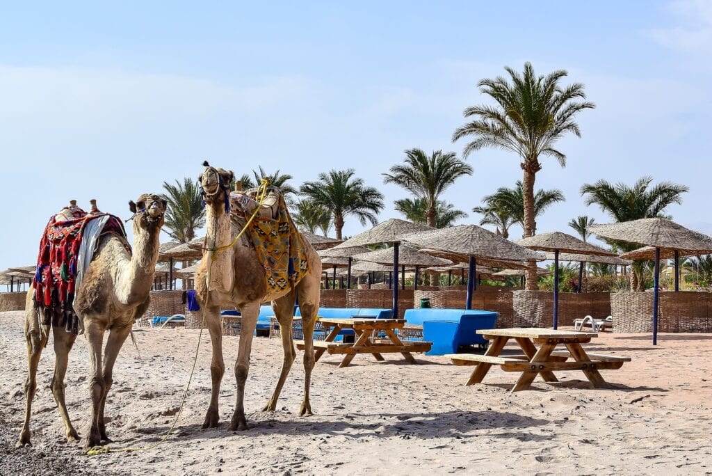 Two camels standing on the sandy shore near benches and beach umbrellas with palm trees in the background at Taba Beach, Taba