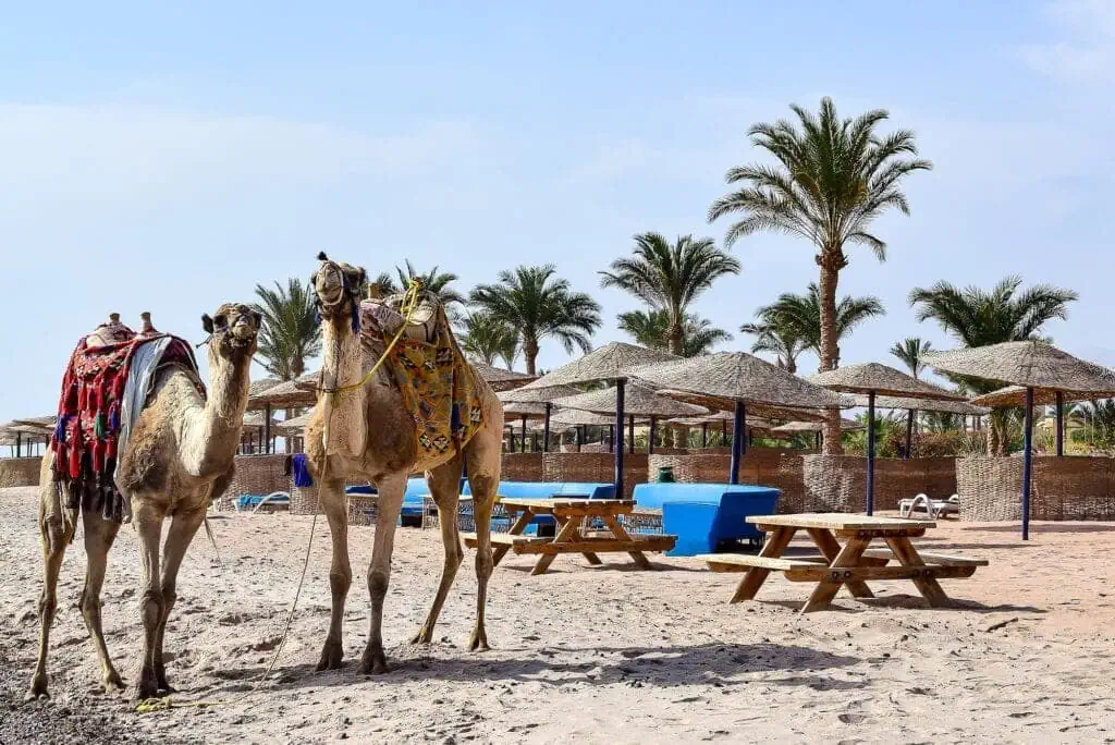 Two camels standing on the sandy shore near benches and beach umbrellas with palm trees in the background at Taba Beach, Taba