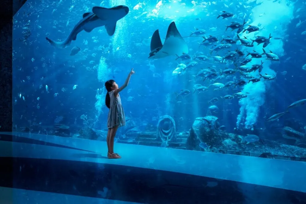 Dubai Aquarium and Underwater Zoo large viewing tank with sharks, rays, and schools of fish seen from a glass tunnel in Dubai