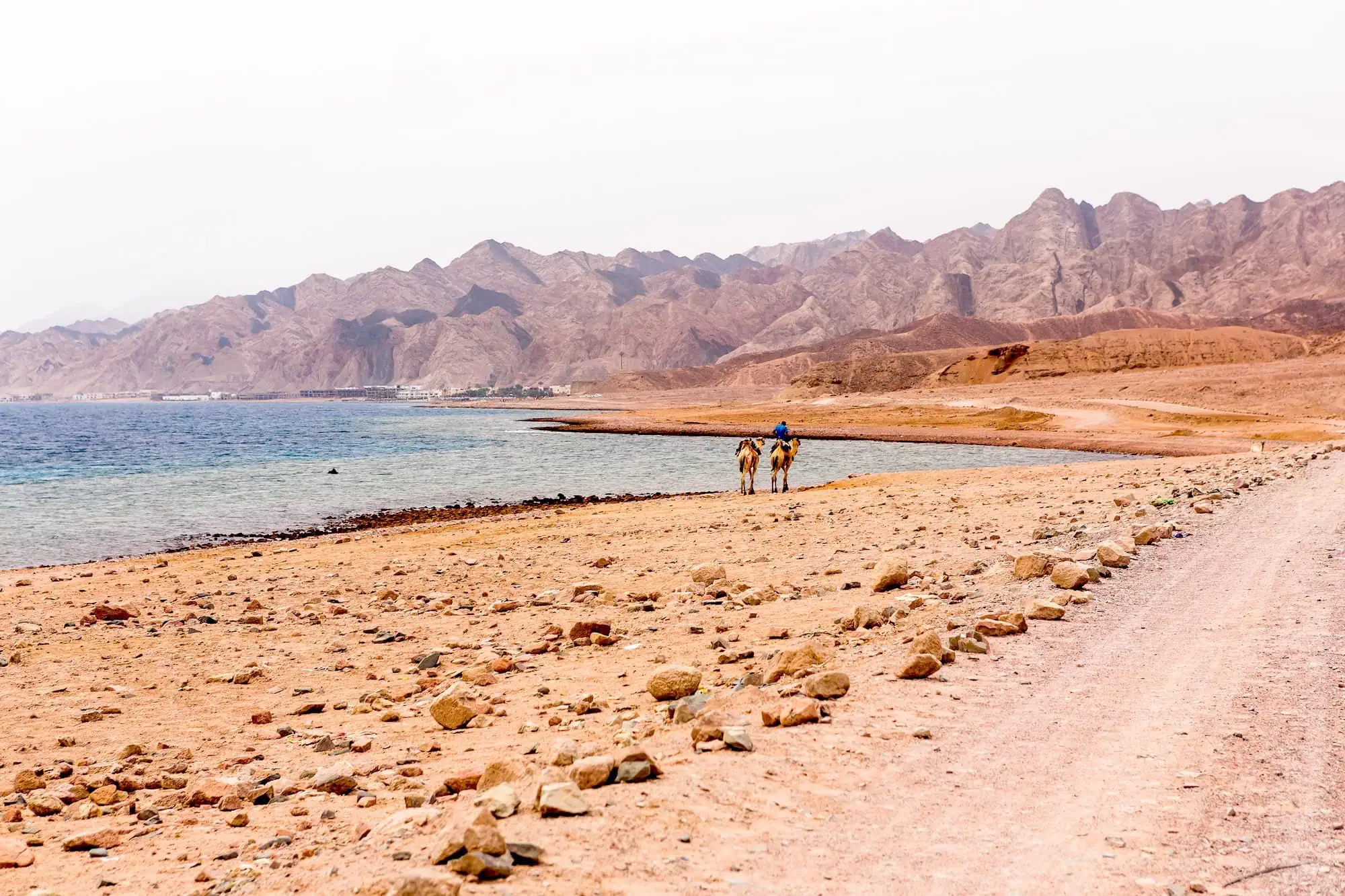 Camels walking along the Red Sea coastline with desert mountains in background