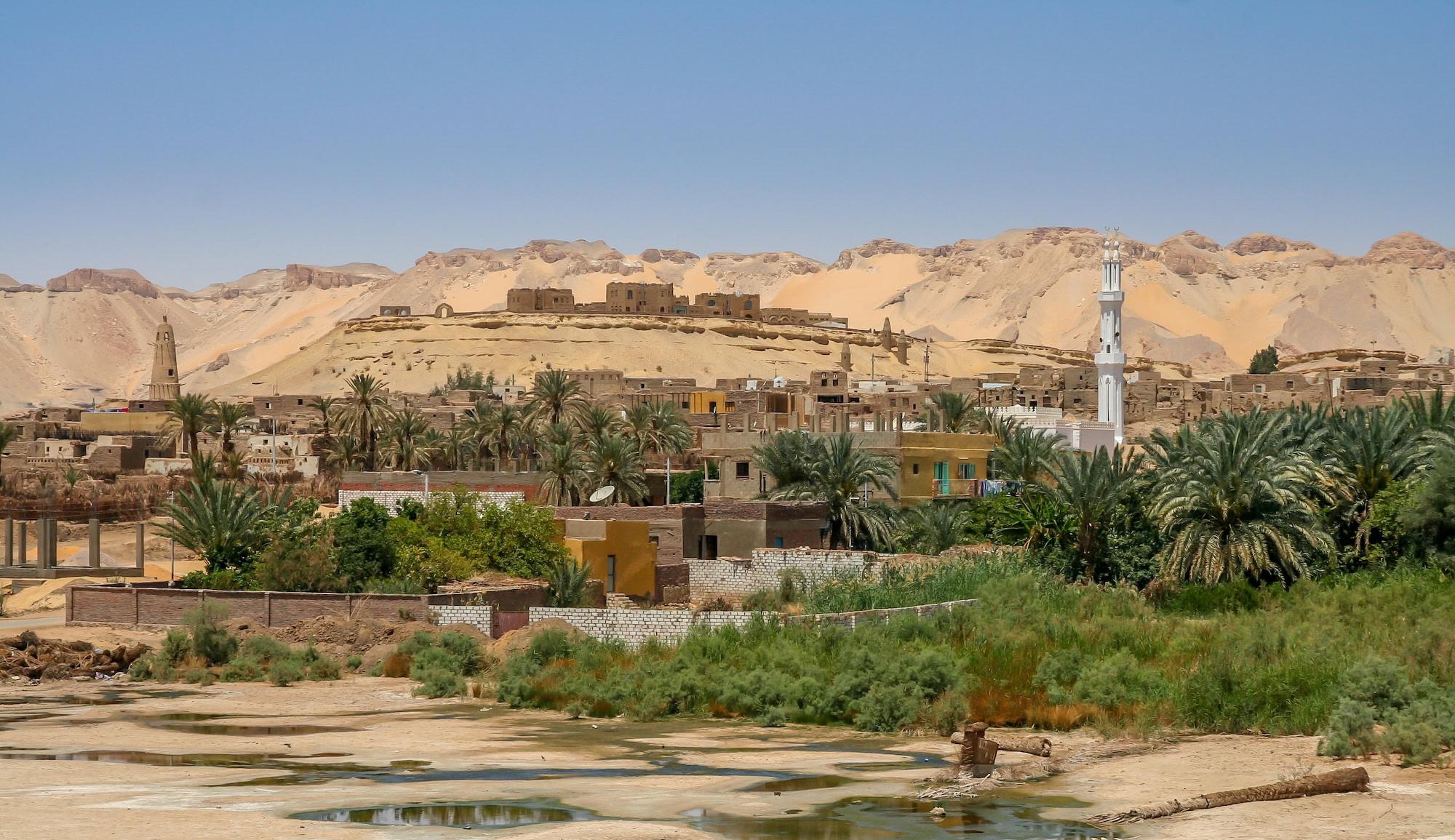 Traditional Egyptian oasis with date palm trees and agricultural landscape