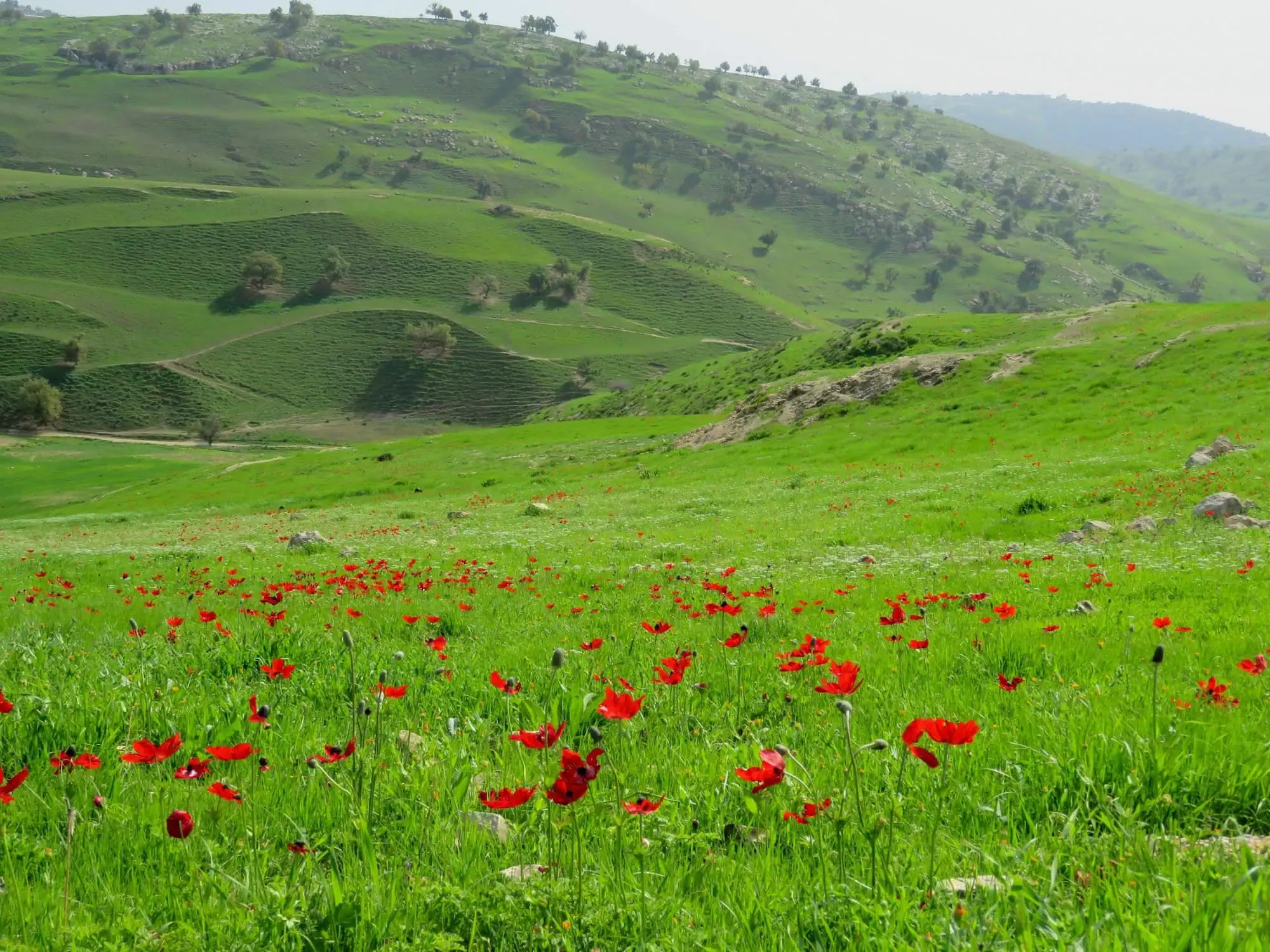 Green agricultural fields stretching across rolling terrain between Kufr Rakeb and Pella in the Irbid region, Irbid