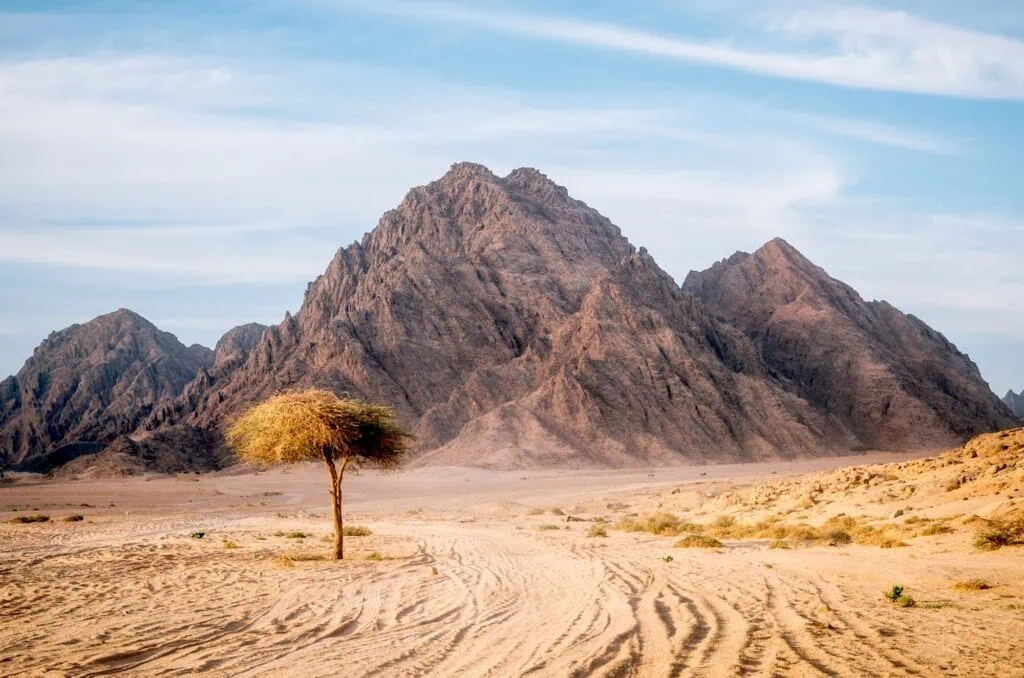 Solitary tree standing in the Sinai desert with rocky hills and mountains silhouetted against a sunset sky, Sinai