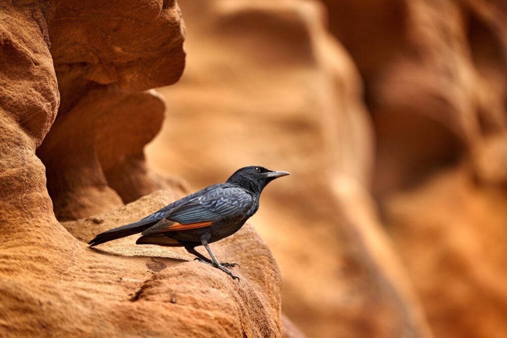 Tristram's starling, Onychognathus tristramii, sitting on the sandstone rock in the Wadi Mujib