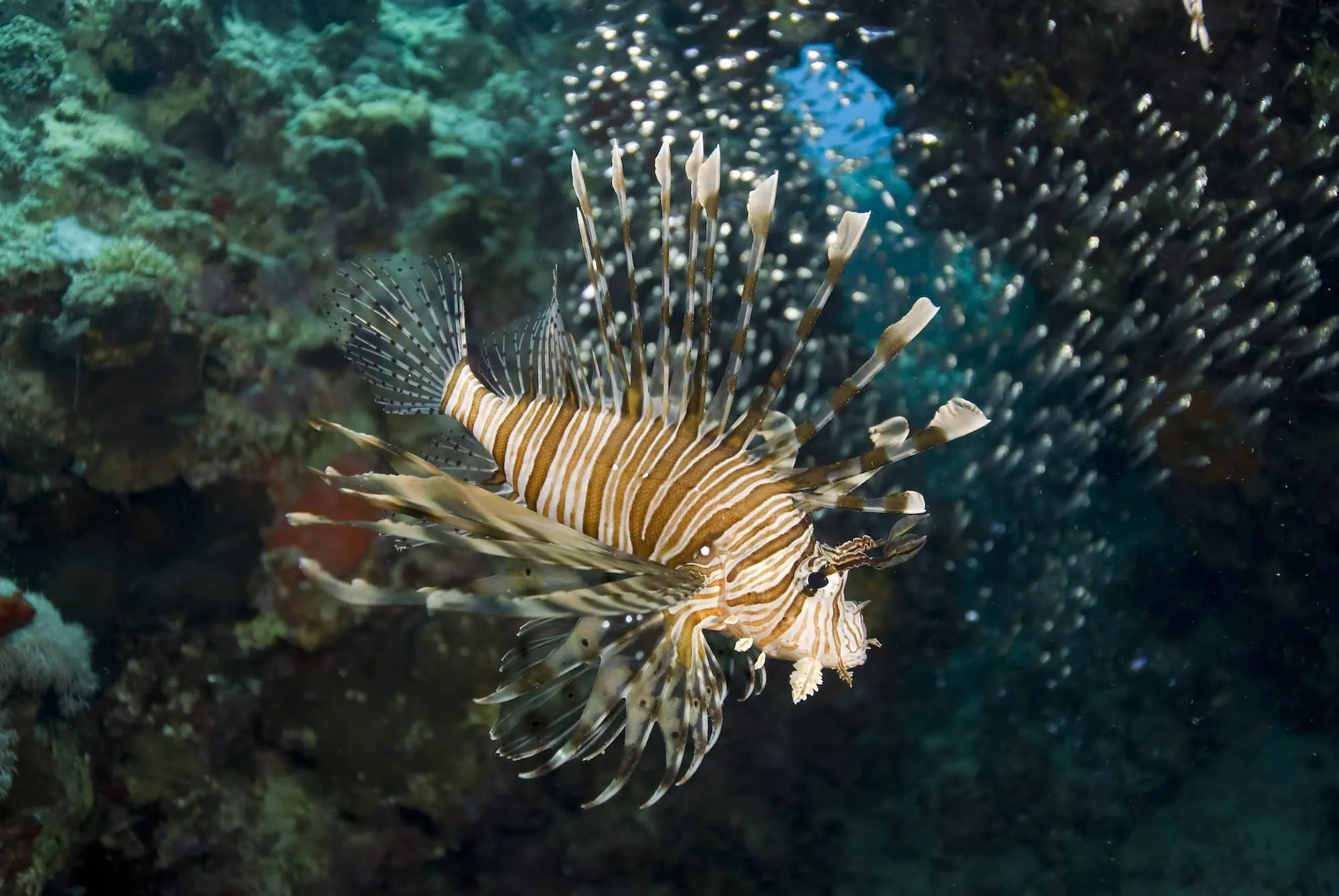 Underwater view of lionfish swimming near coral reef in clear blue waters at Na'ama Bay