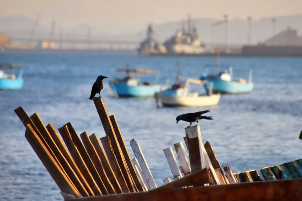 Two crows perched on an old wooden boat with fishing boats and a navy ship in the harbor at Safaga, Red Sea