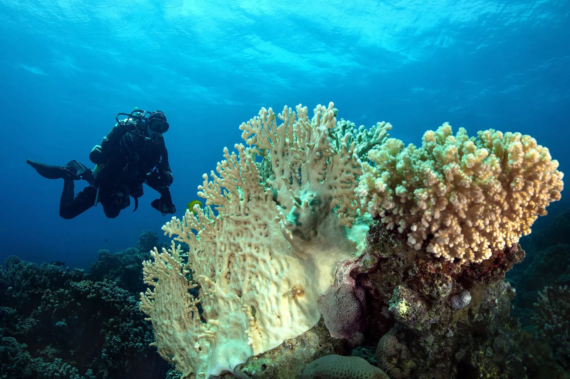 Scuba diver exploring colorful coral formations in Red Sea underwater reef