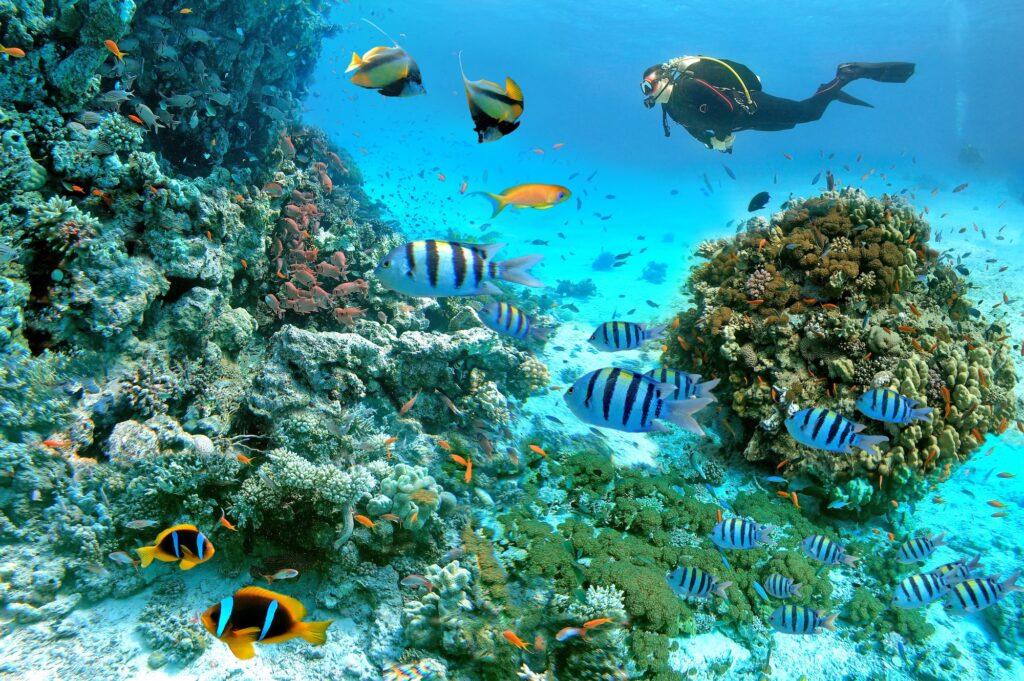 Diver exploring a vibrant coral reef with tropical fish, Red Sea