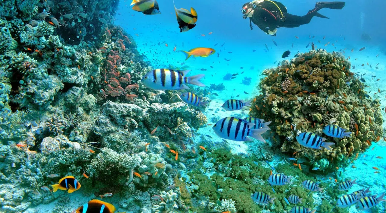 Underwater scene with exotic fishes with a diver and coral reef of the Red Sea, Clownfish, Bannerfish, Sergeant-major fish, Goldfish and other marine life near Hurghada