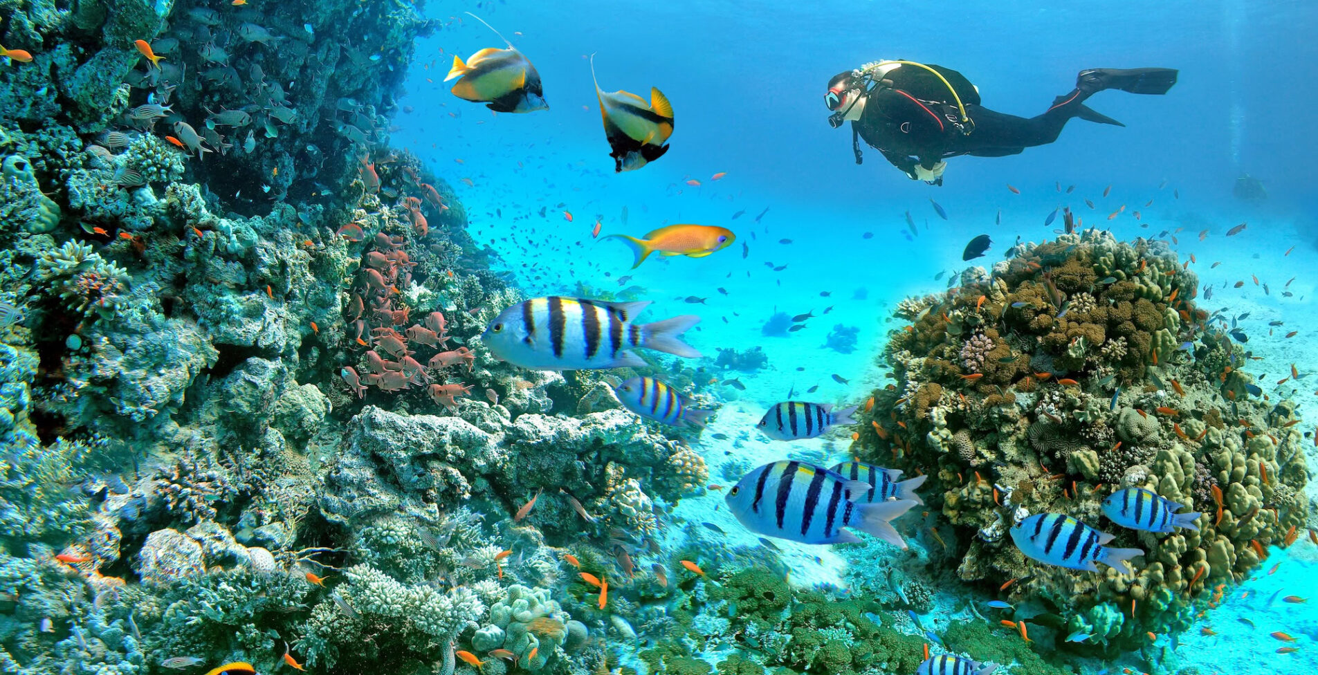 Underwater scene with exotic fishes with a diver and coral reef of the Red Sea Clownfish Bannerfish Sergeant major fish Goldfish and other marine life near Hurghada 1905x976 crop 52 6