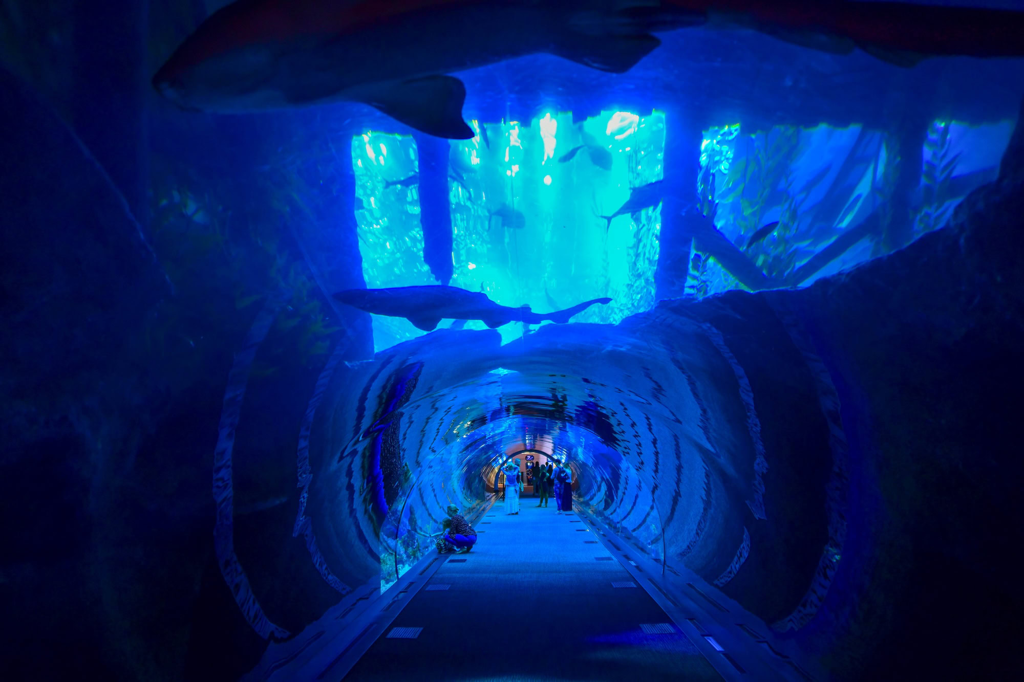 Dubai Aquarium And Underwater Zoo