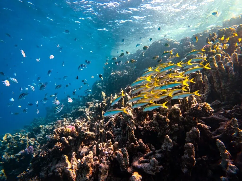 Underwater view of coral reef formations and marine life near Marsa Shagra in the Red Sea, Marsa Alam