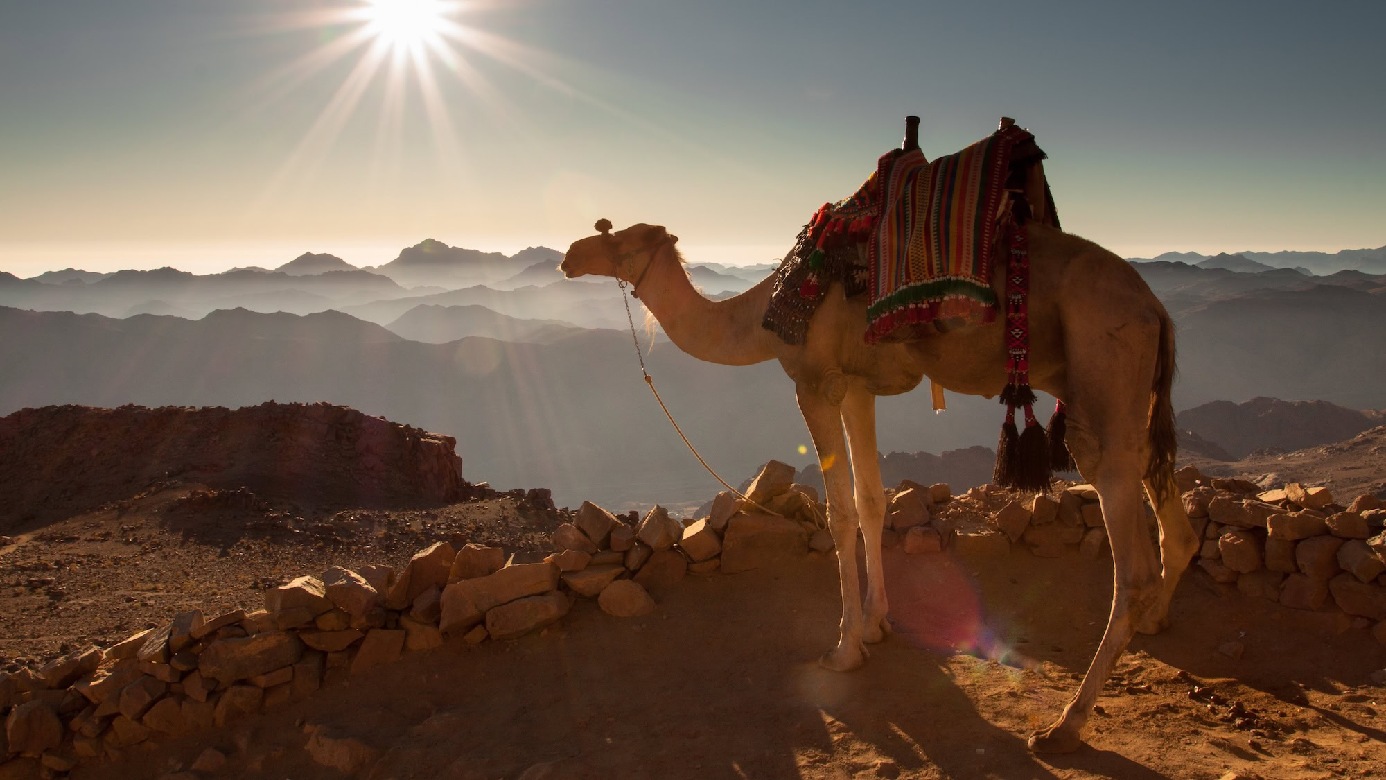 Sunrise view from Mount Sinai with camel and dramatic mountain landscape