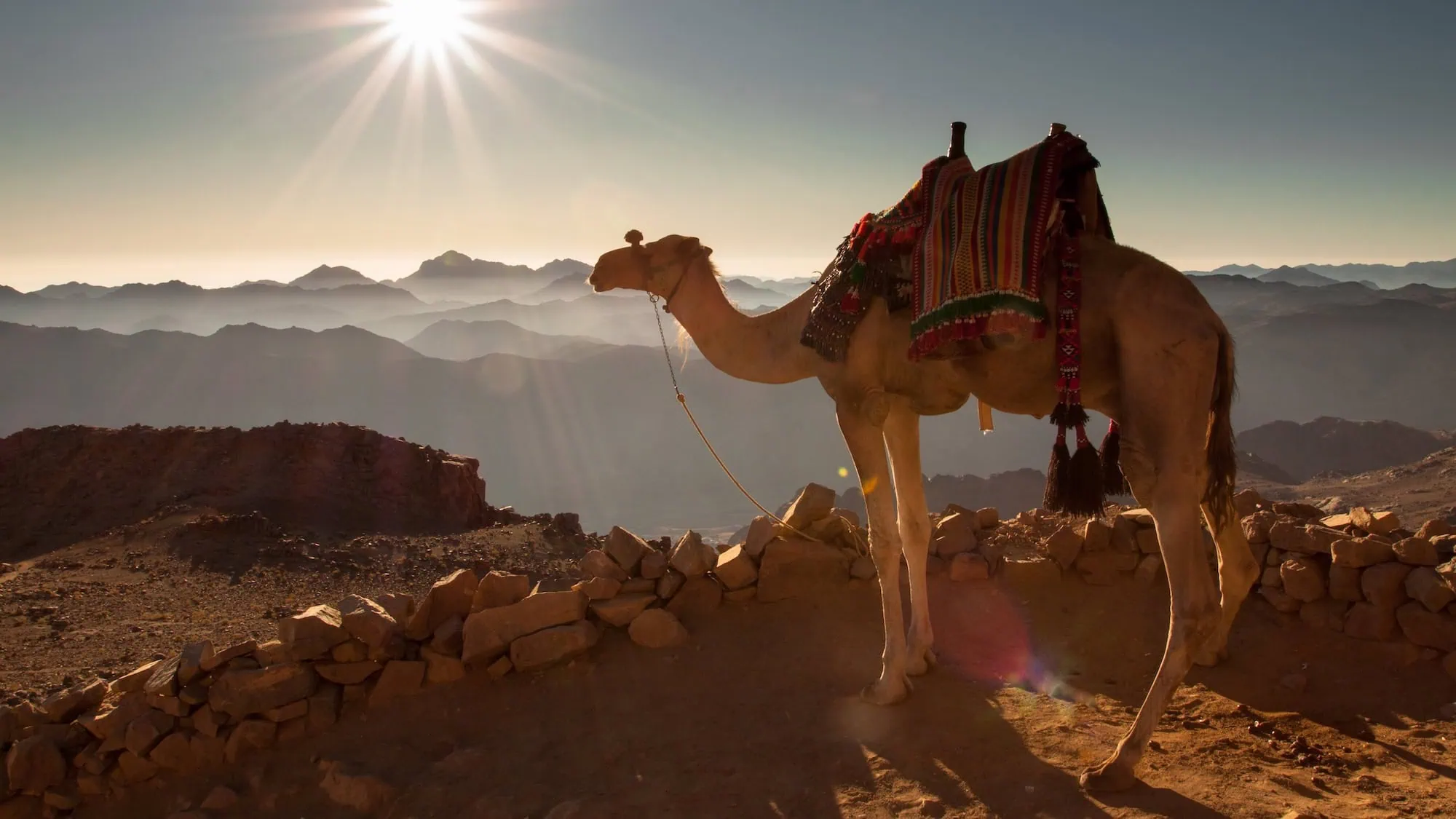 Sunrise view from Mount Sinai with camel and dramatic mountain landscape