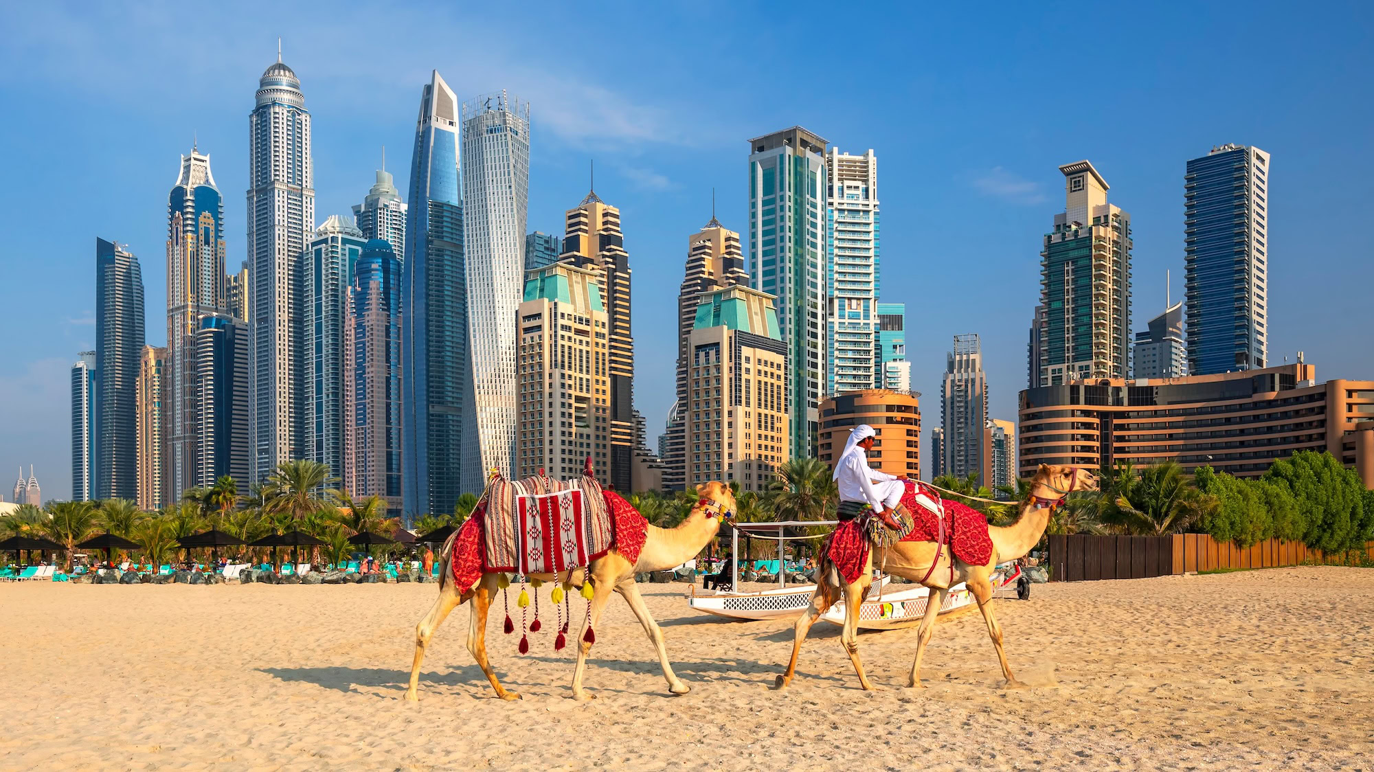 Camels resting on beach with Dubai Marina skyscrapers in background