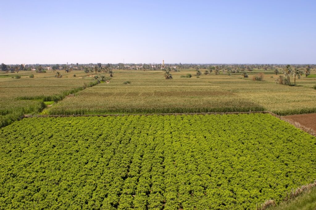 Grape harvest in the vineyards of El-Minya