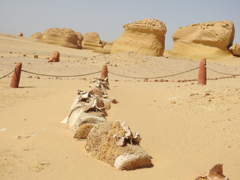 Wadi Al Hitan (Whale Valley)