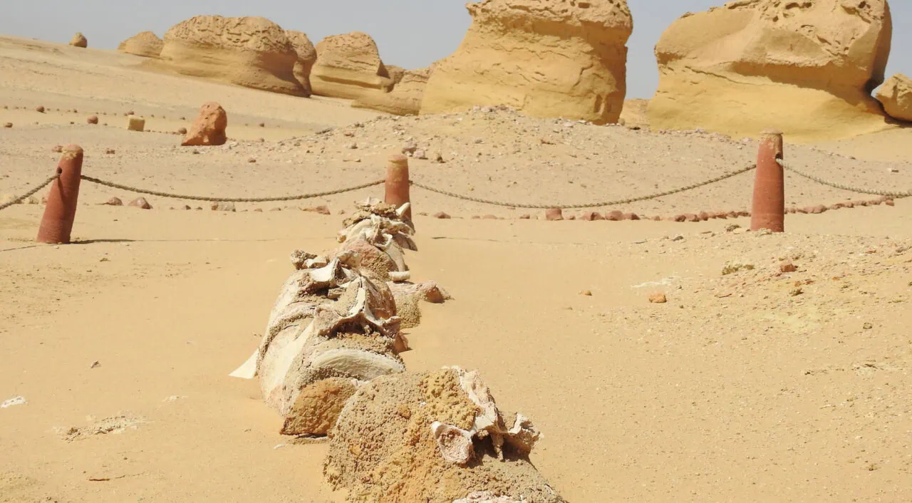 Wadi El Hitan – Governatorato di Faiyum