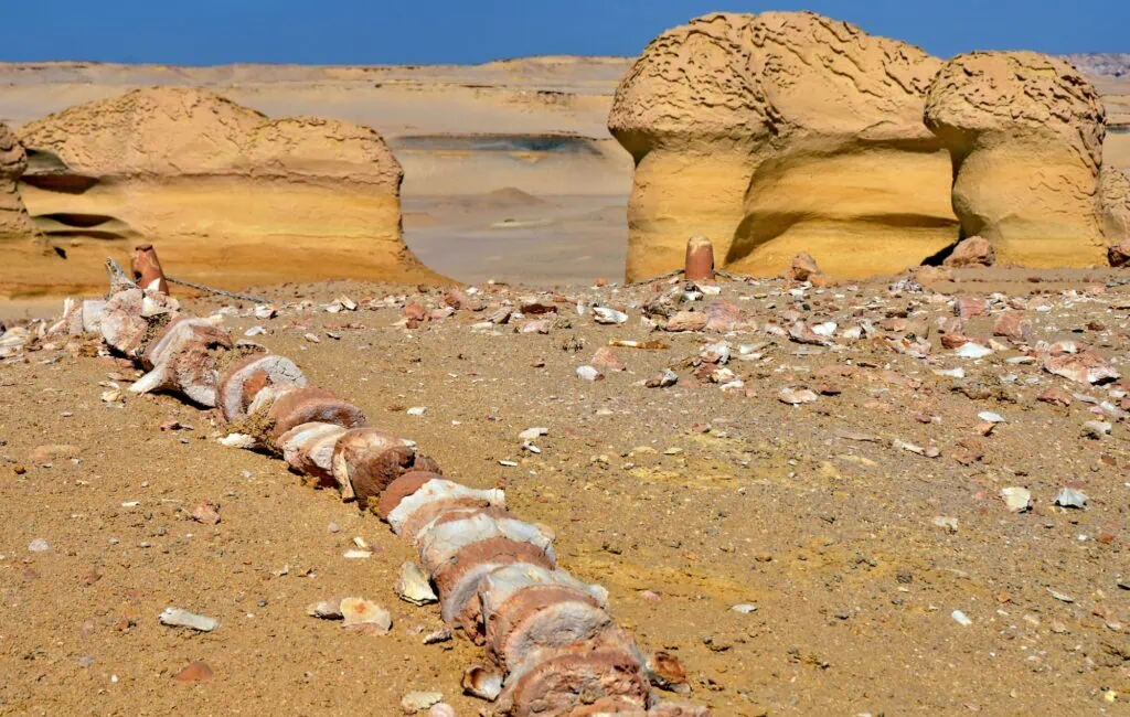 Fossilized whale skeletons scattered across Wadi al-Hitan desert landscape