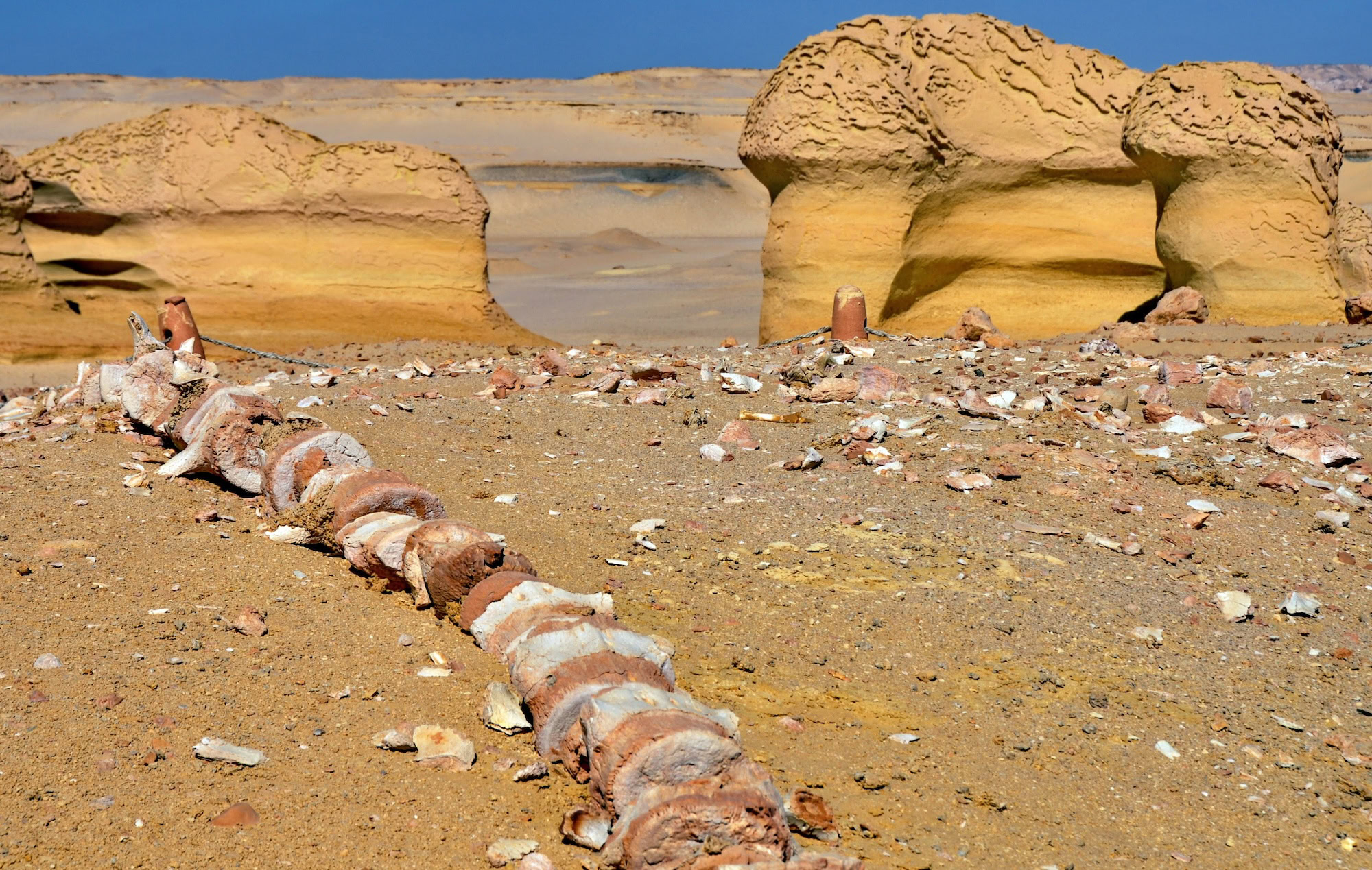 Ancient whale fossil remains embedded in limestone desert rock formations at Wadi Al Hitan, Fayoum