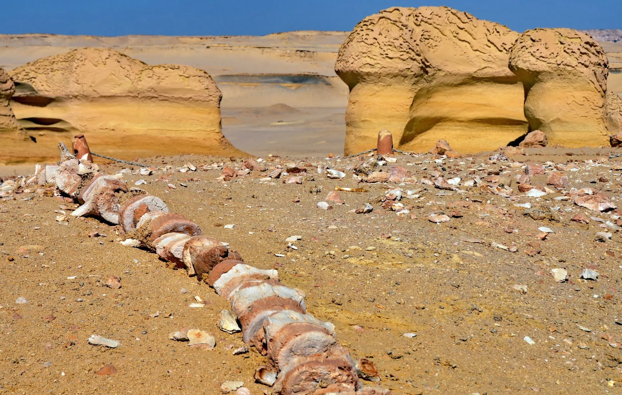 Ancient whale fossil remains embedded in limestone desert rock formations at Wadi Al Hitan, Fayoum