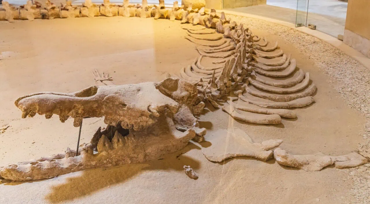 Whale fossil in the museum at Wadi el-Hitan paleontological site