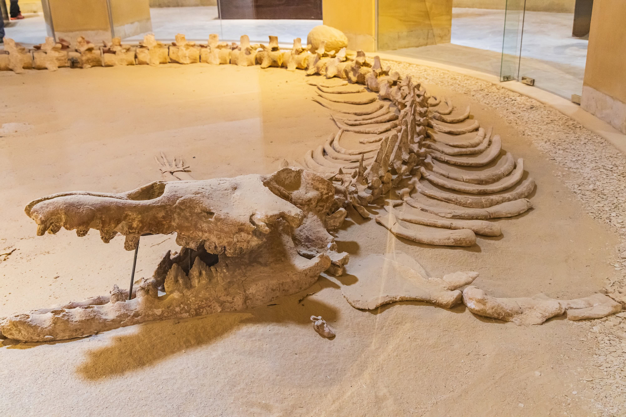 Whale fossil in the museum at Wadi el-Hitan paleontological site