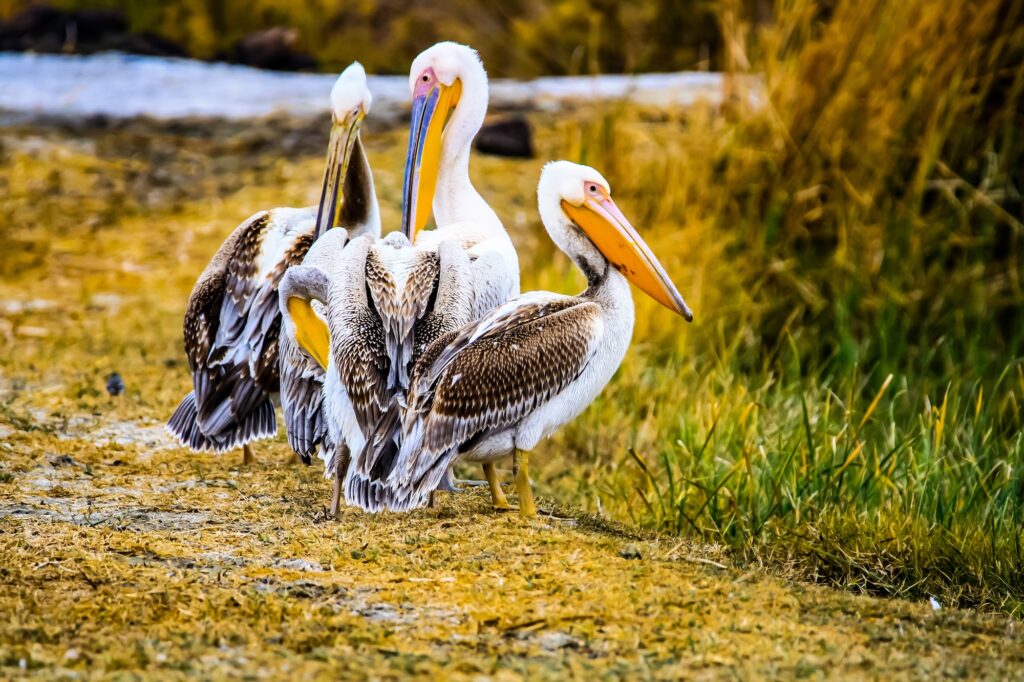 White pelican Azraq wetland reserve