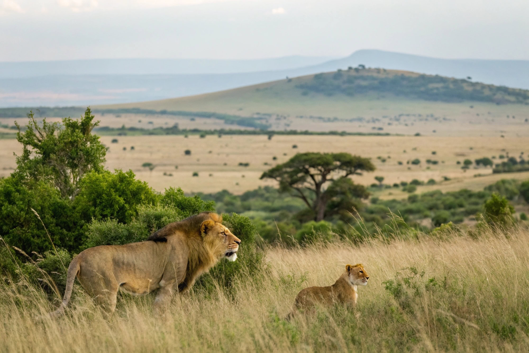 Wildlife Animals Mammals at the savannah grassland wilderness hill shrubs great rift valley maasai mara national game Reserve park Narok County Kenya East Africa