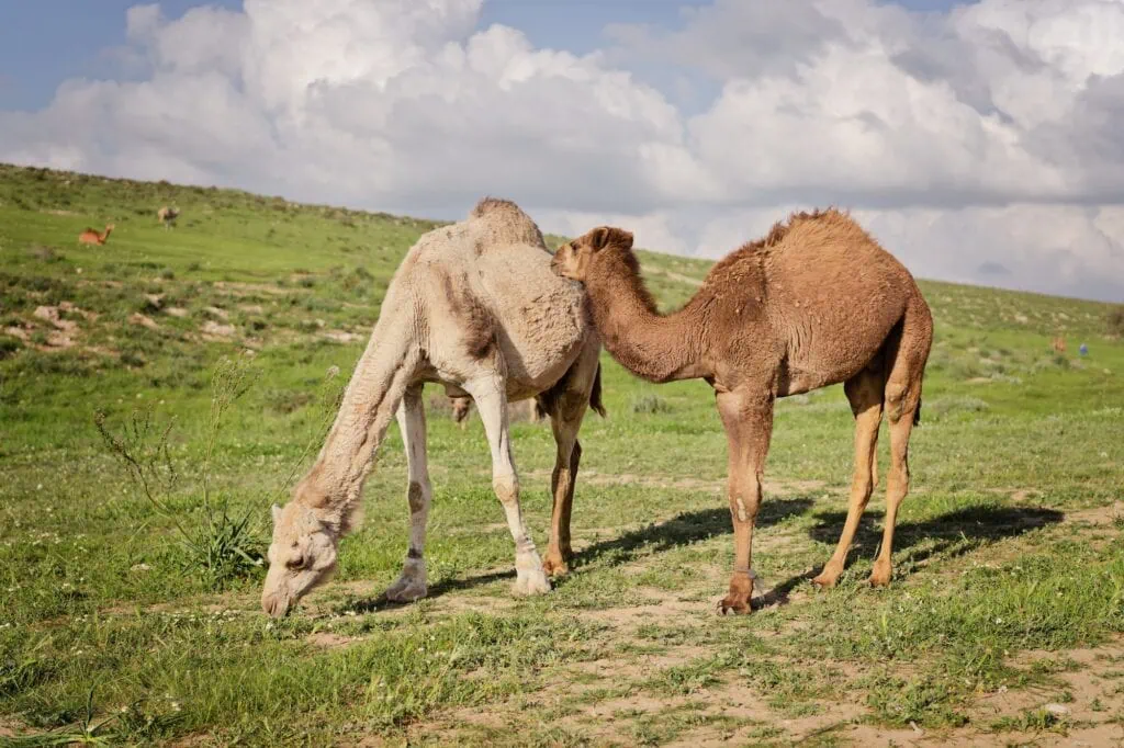Jordan Valley near Dvora with a herd of camels grazing on green hills with wildflowers and Bedouin herders guiding them, Dvora