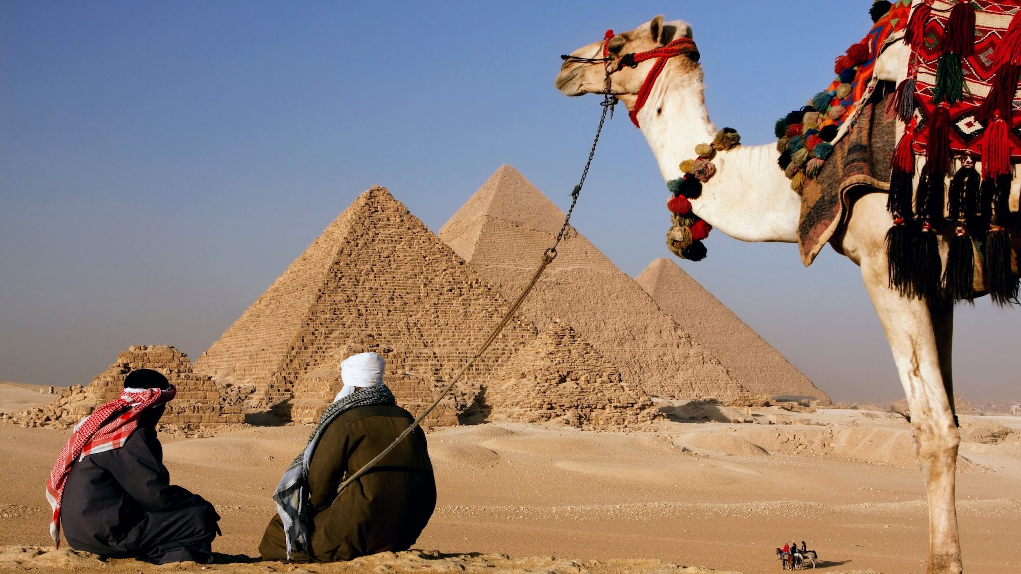 Traditionally decorated camel at the Pyramids of Giza in Egypt