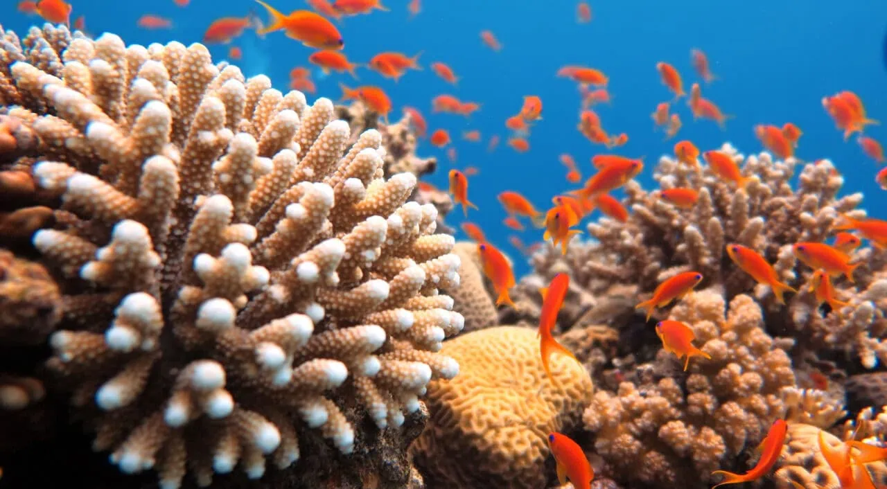 Red Sea coral reef