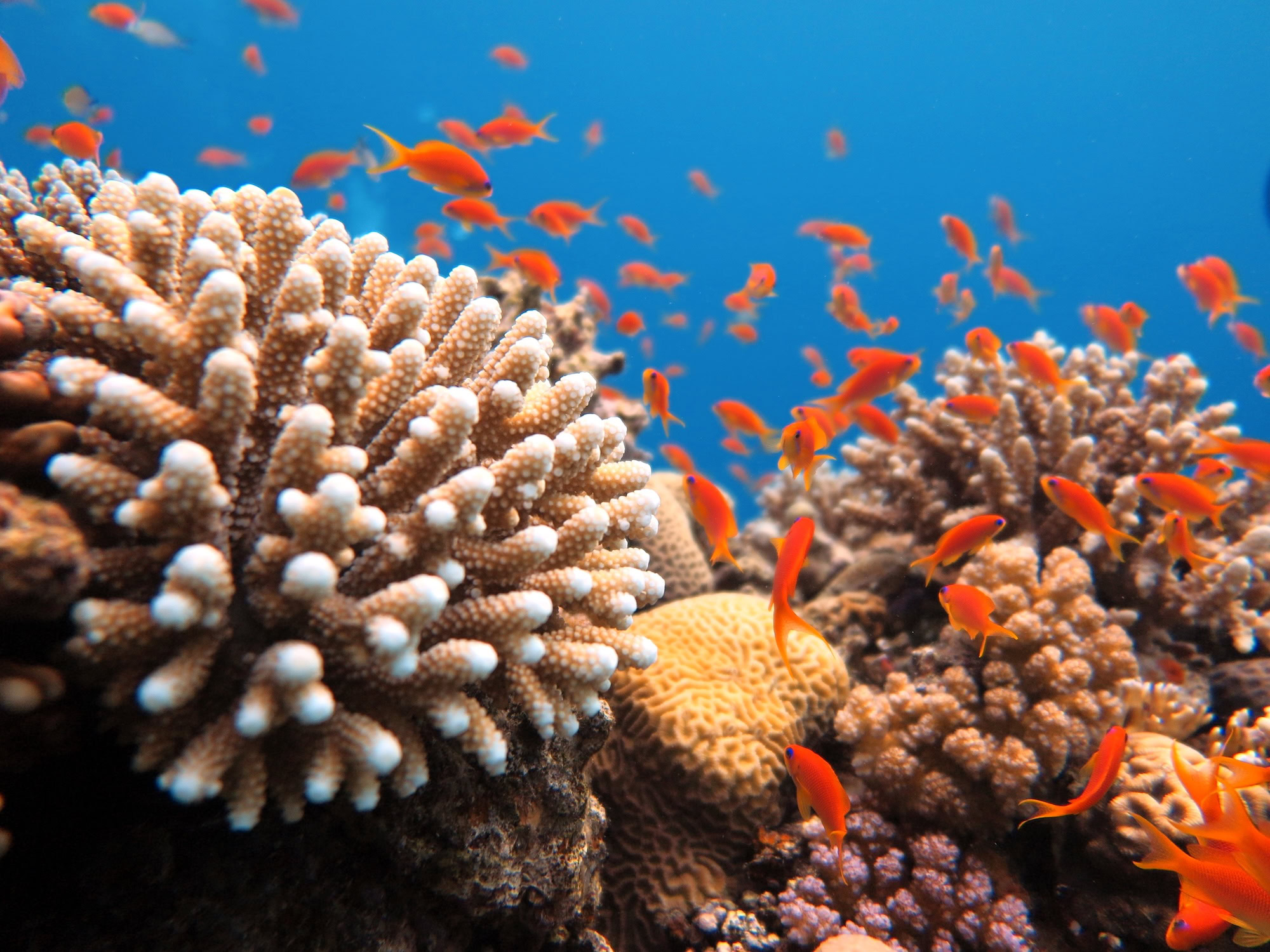Red Sea coral reef