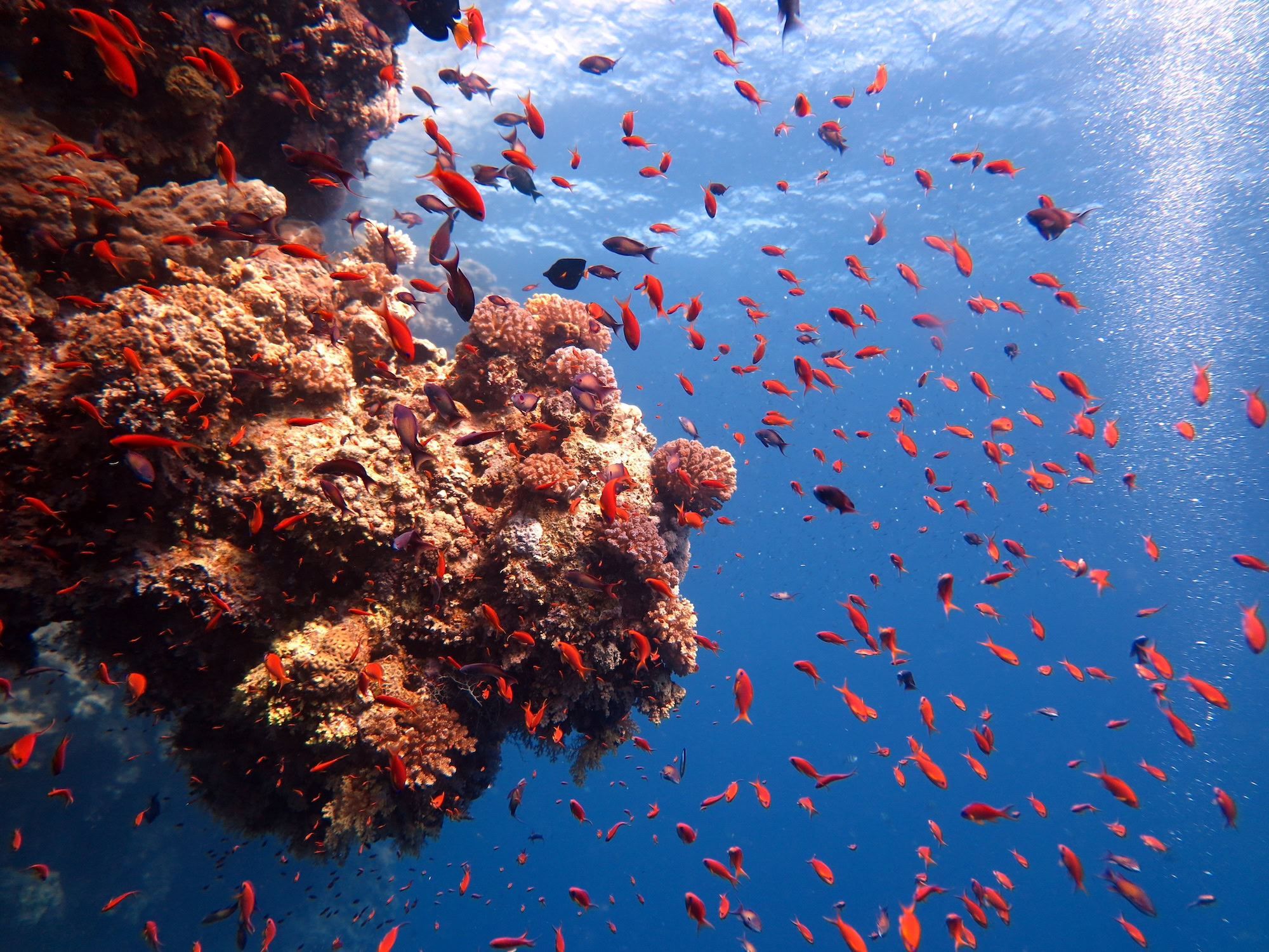 Vibrant coral reef with tropical red fish swimming among coral formations underwater