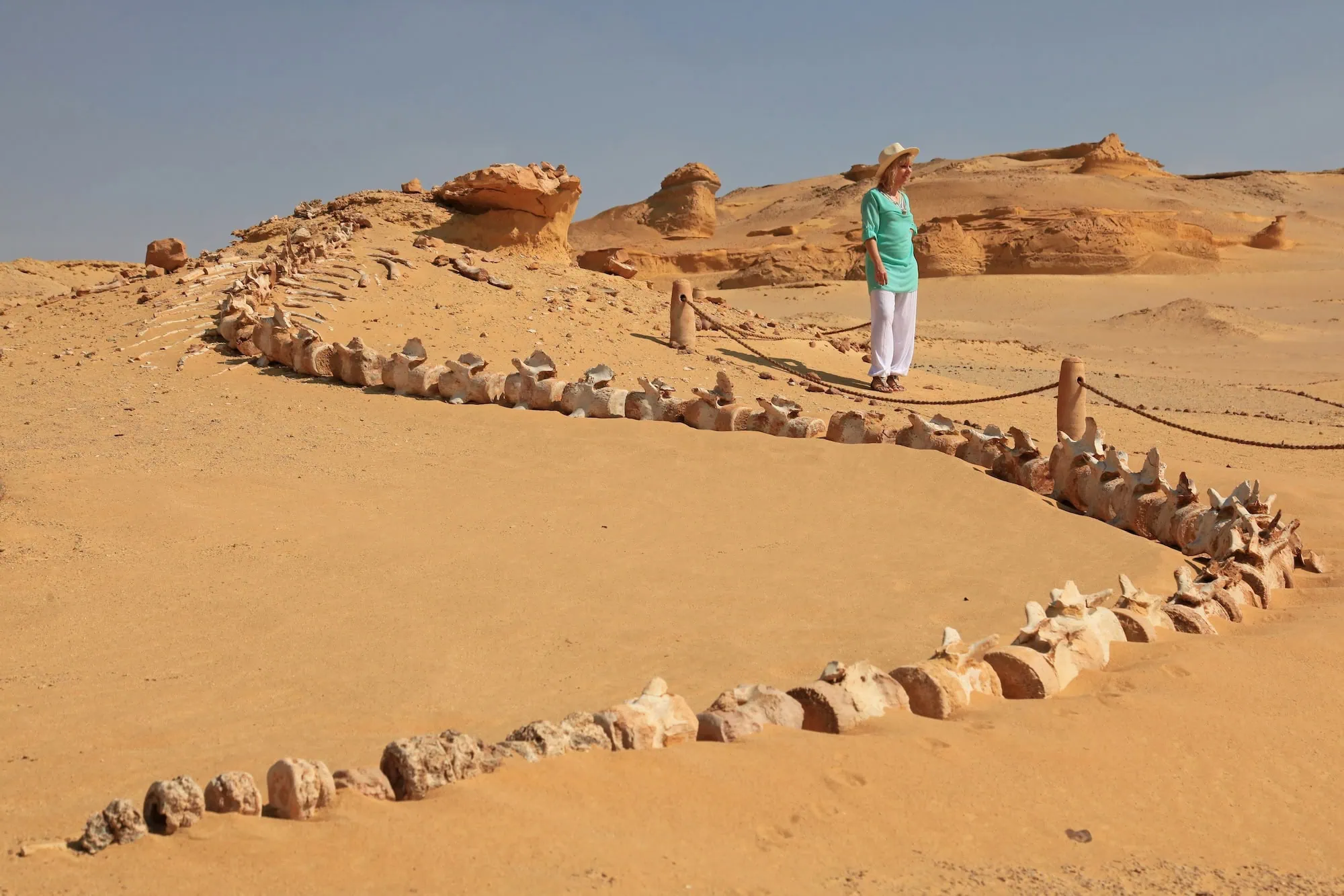 Ancient whale skeleton fossil displayed at Wadi El Hitan archaeological site in Egypt's desert