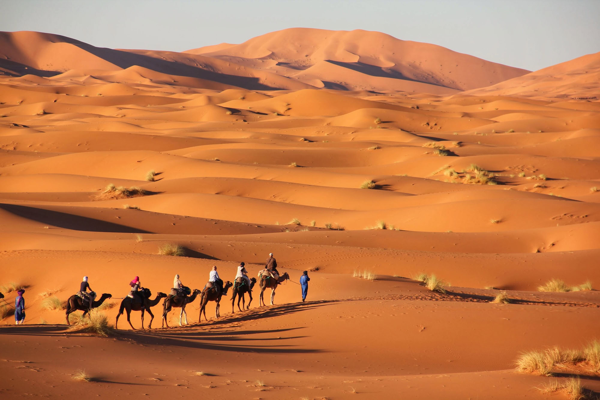 Camel caravan crossing sand dunes in the Sahara Desert