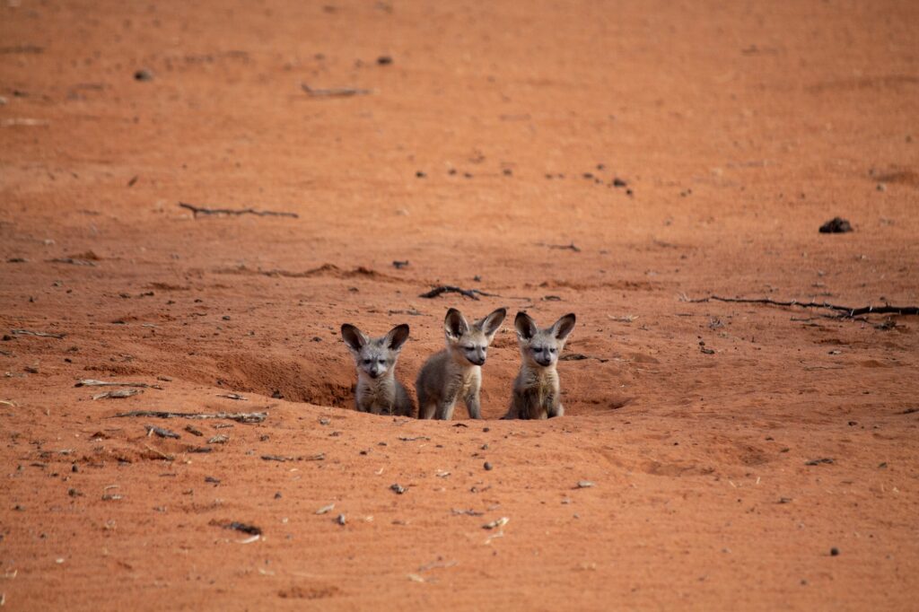 Curious fennec fox cubs in the desert
