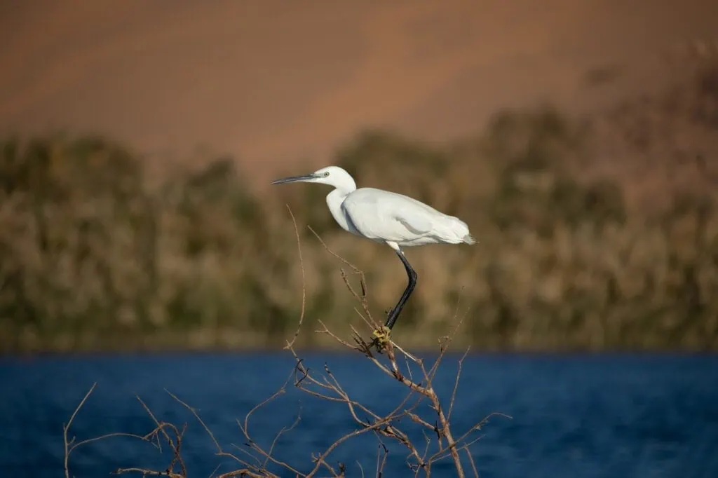Natural landscape along Lake Nasser near Aswan