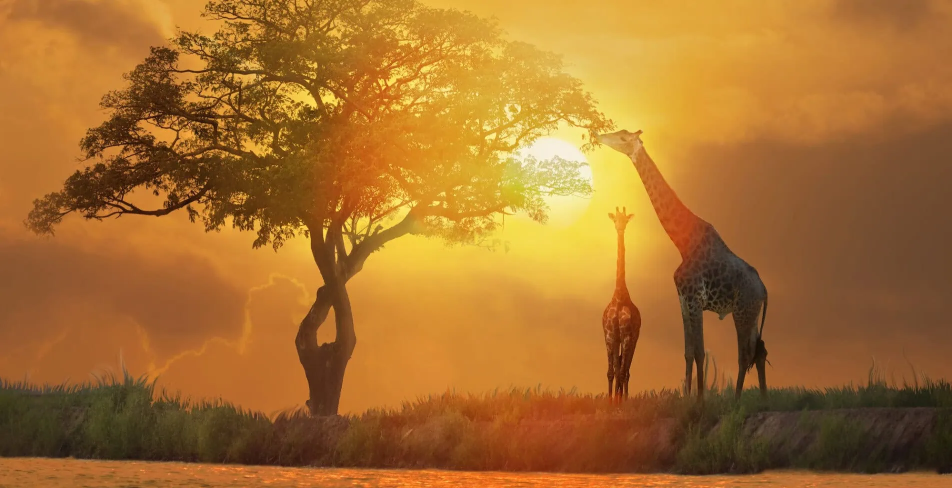 Acacia tree sunset and giraffes in silhouette in Kenya Maasai national park