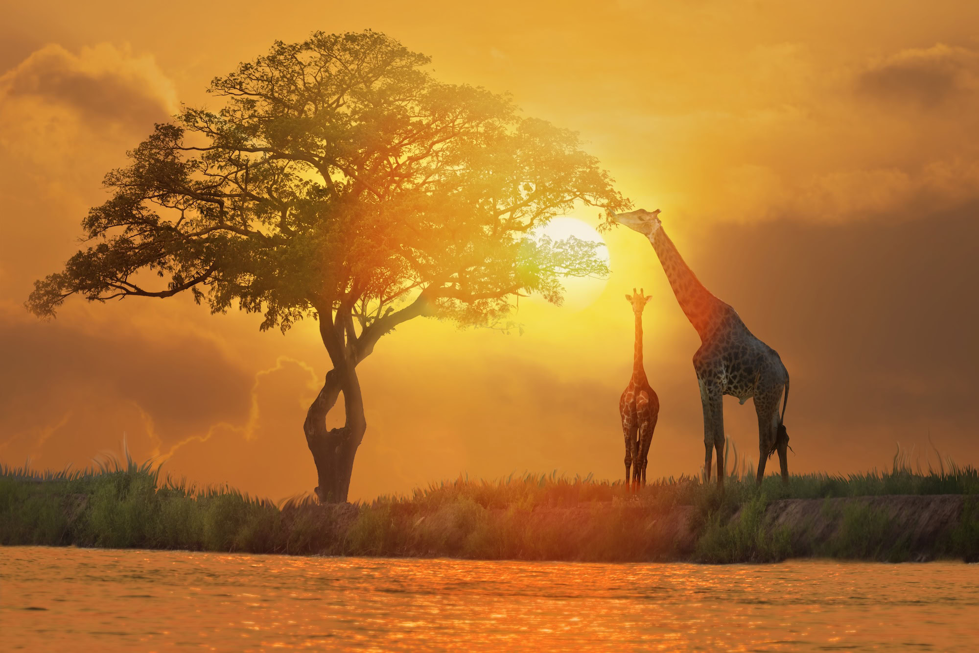 Acacia tree sunset and giraffes in silhouette in Kenya Maasai national park
