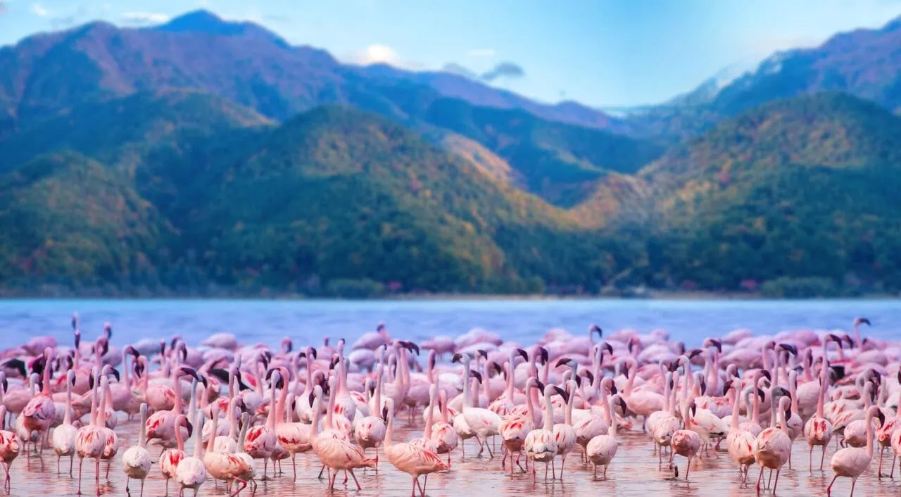 Lake Nakuru, Kenya