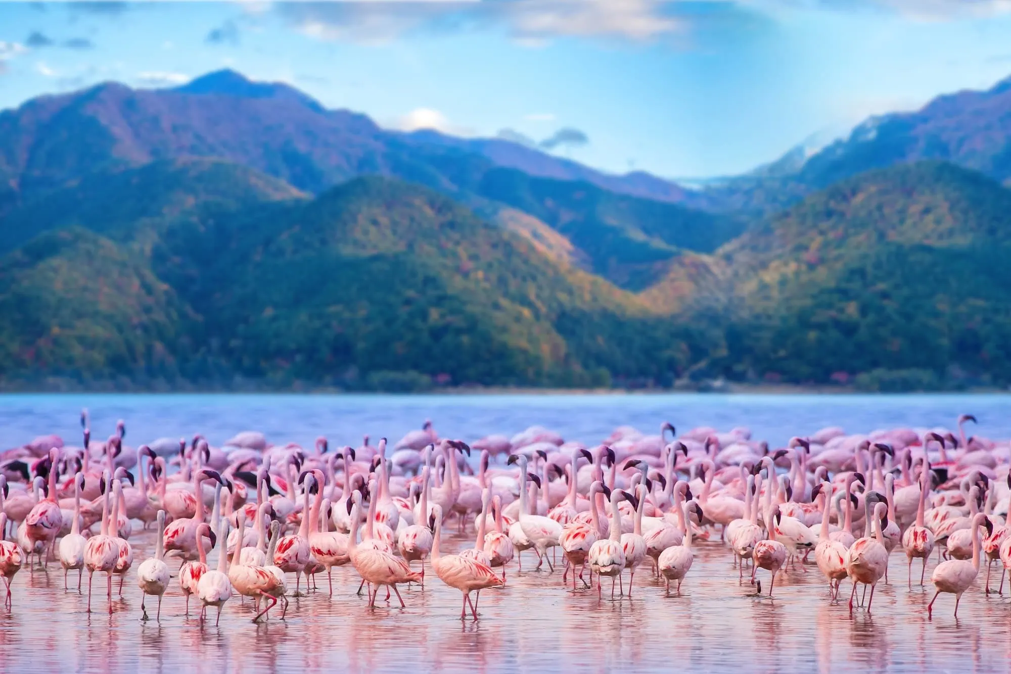 Pink flamingos gathered in Lake Nakuru waters with green mountains background