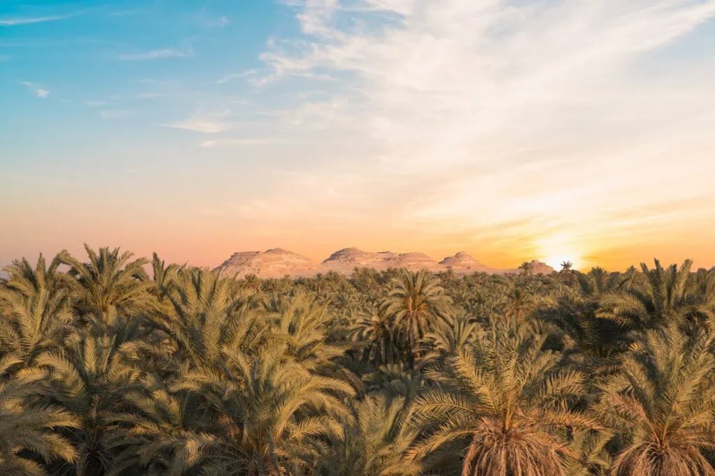 Date grove seen from Gebel al-Mawta, Siwa Oasis