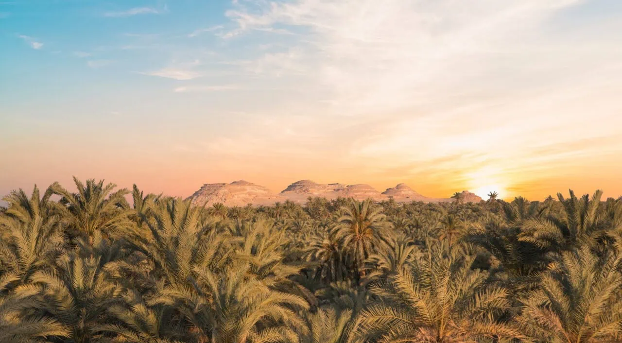 Date grove seen from Gebel al-Mawta, Siwa Oasis