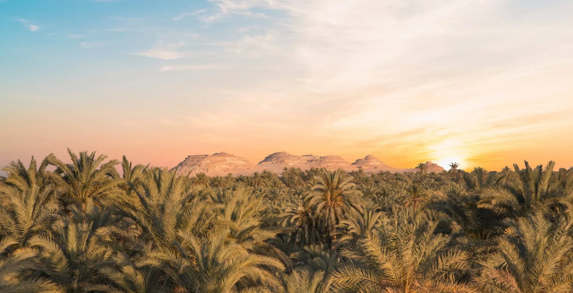 Beautiful view of the date grove from Gebel al Mawta in Siwa Oasis Egypt 1905x976 crop 52 53