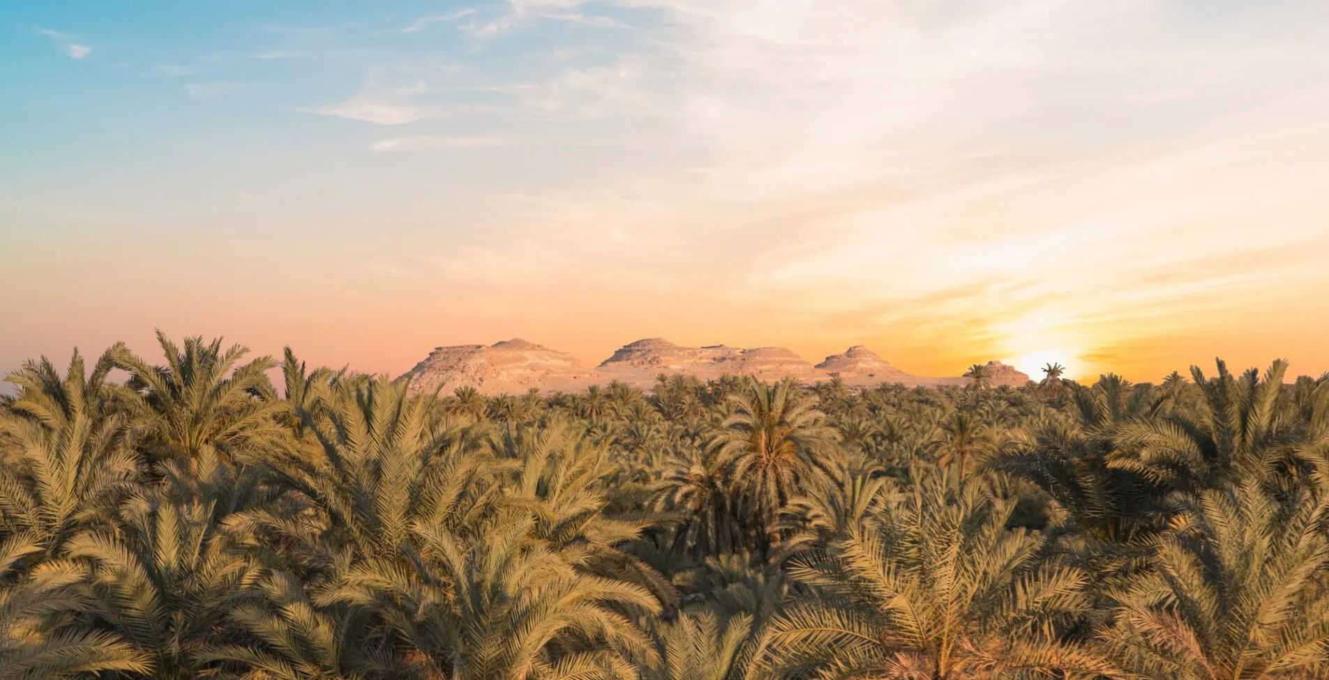 Beautiful view of the date grove from Gebel al Mawta in Siwa Oasis Egypt 1905x976 crop 52 60